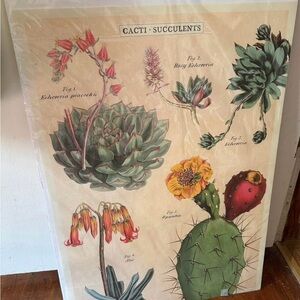 💚Vintage Style Cacti and Succulents Botanical Art Print💚